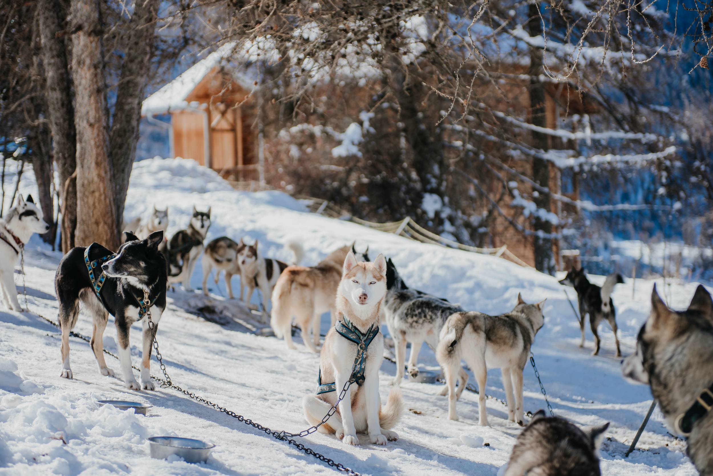 Chiens de traineaux - Les Orres